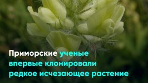 Приморские ученые впервые клонировали редкое исчезающее растение