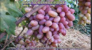 Виноград .С чего стоит начинать