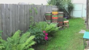 Липа , погода, пчёлы.