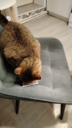 КОШКА АСЯ НАНЮХАЛАСЬ