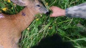 ОХОТА НА КОСУЛЮ В БЕЛАРУСИ С АРЕНДНЫМ ОРУЖИЕМ.