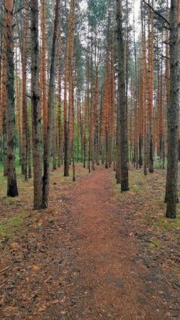 Сосновый лес 

#СвароговВидео #СвароговПрирода  #СеребрянныйБор #Строгино #ПаркиМосквы #МояМосква