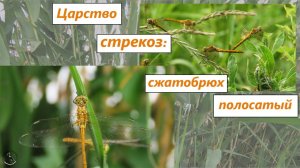 В царство стрекоз: тучи желтобрюхов полосатых