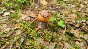 Поездка в Карелию за грибами