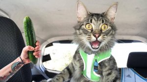 СМЕШНЫЕ КОТЫ 2025 ЛУЧШИЕ ПРИКОЛЫ С КОТАМИ, КОШКИ, КОТИКИ, СОБАЧКИ, СМЕШНОЕ ВИДЕО