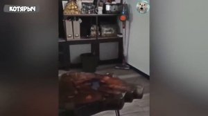Забавные животные