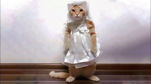 Приколы с котами! Смешные коты - Самые смешные животные С ОЗВУЧКОЙ! Ржака!!