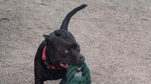 Staffie игра фонтан