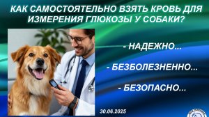 Как самостоятельно взять кровь для измерения глюкозы у собаки?