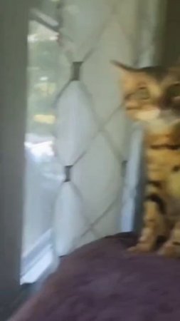 гулять будеш