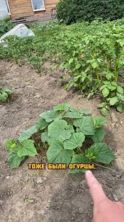 Огурцы в открытом грунте