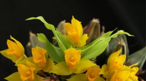 Орхидеи🌺Вести с полей, что готовят орхидеи, что цветет.😍