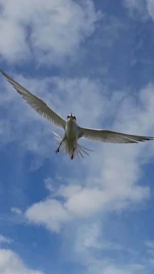 Крачки атакуют рыбака.