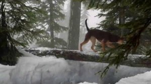 Путь домой / A Dog's Way Home, 2019