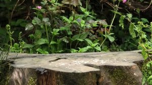 Птичий двор: пернатые на пеньке