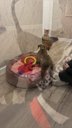 Знакомство с котиком и Американский Стаффордширский терьер из Питомника Лучшая компания 📍 Крым