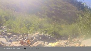 вечер у ручья