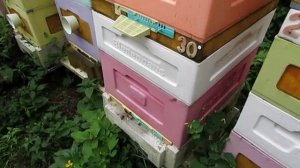 дальневосточная пчела на пасеке - проверяю начало яйцекладки молодой матки , 29.06.2025