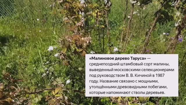 Малиновое дерево. Наш не удачный опыт!