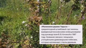 Малиновое дерево. Наш не удачный опыт!