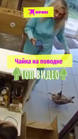 Чайка на поводке