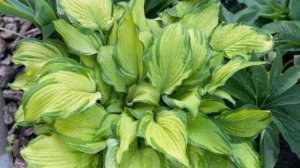 Важные дела в саду в июне.Ответы на вопросы.