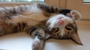 ДОЛГОЖДАННЫЙ ВЛОГ ИЗ ХАНТОВ ИЛИ КАК СГОНЯЛИ НА XVI МЕЖДУНАРОДНЫЙ IT-ФОРУМ В ХАНТЫ-МАНСИЙСКЕ