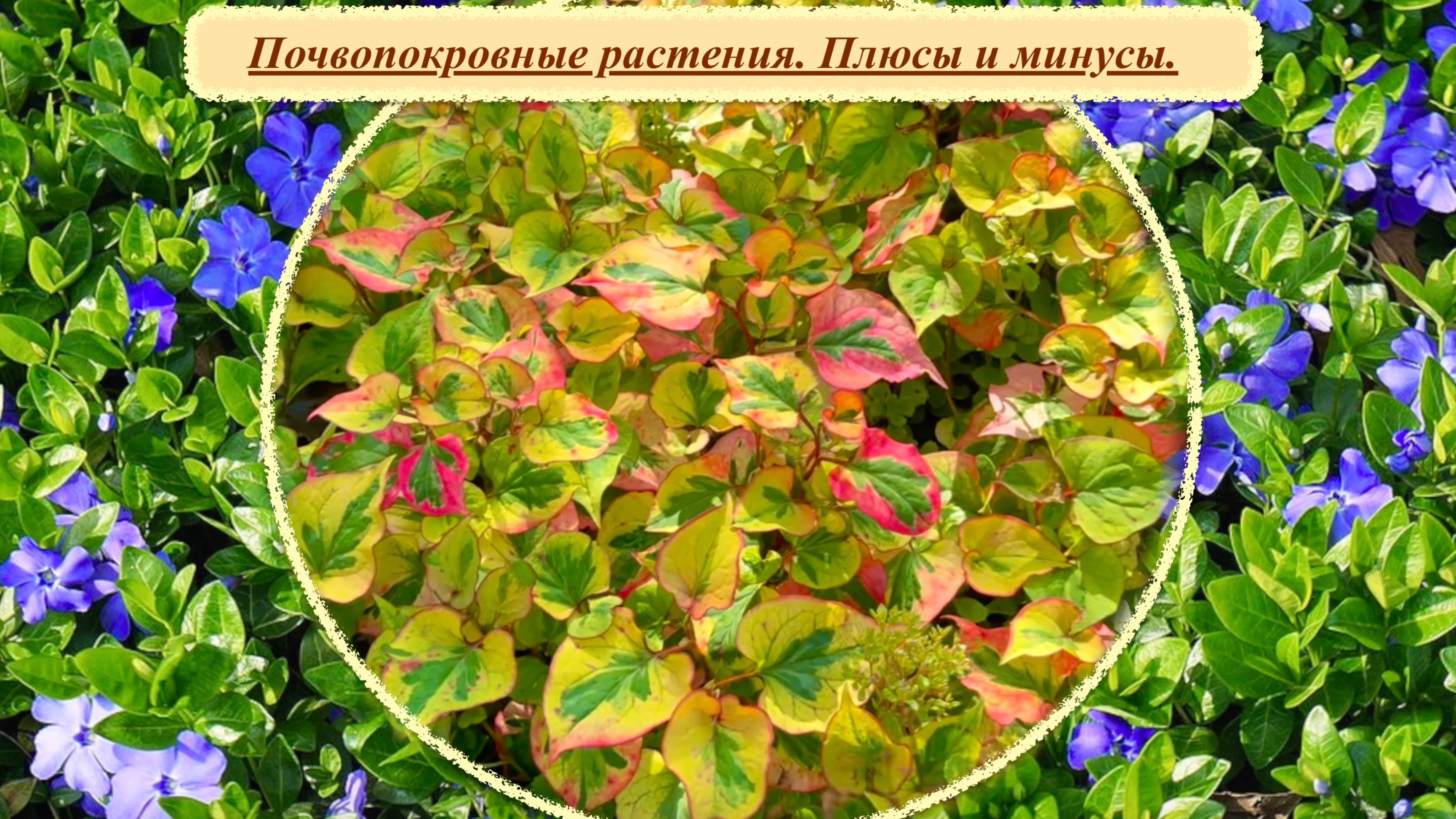 Почвопокровные растения в малоуходном саду. За или против.