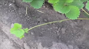 Размножение клубники усами