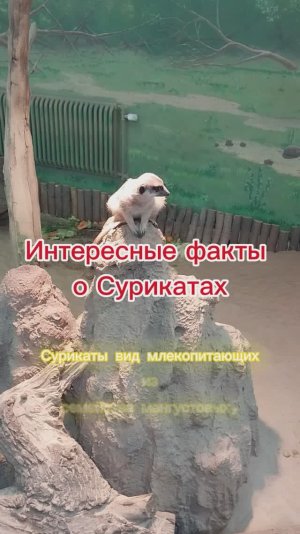 Интересные факты о Сурикатах