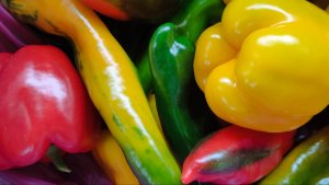 Перцы в парнике на конец июня: как растут разные сорта