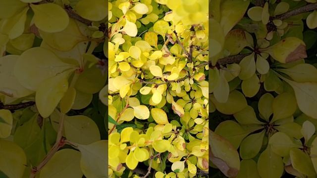 "Очень живописно" 30 июня