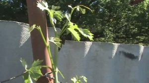 Что делать с пасынками на винограде