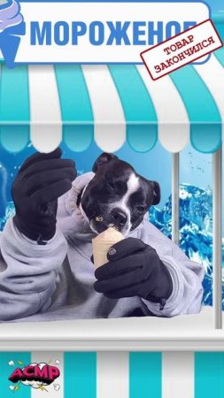 Как пёс украл всё мороженое 🍦🐶 #стаффи #мороженое #асмр #съела #украла #звуки #поедание #вкусно