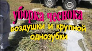 Уборка чеснока воздушки и крупной однозубки