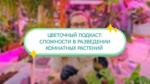 ЦВЕТОЧНЫЙ ПОДКАСТ:СЛОЖНОСТИ В РАЗВЕДЕНИИ КОМНАТНЫХ РАСТЕНИЙ