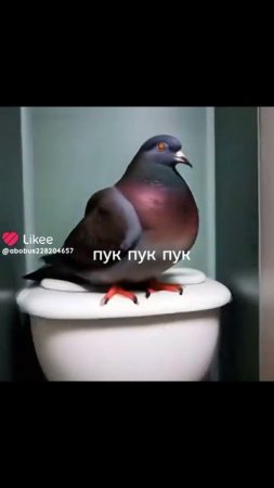 Пук пук пук #мемы #мемасики #голубь