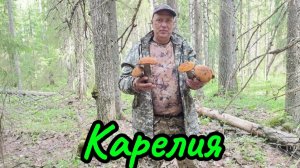 Собираем грибы возле Петрозаводска