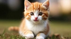 котик