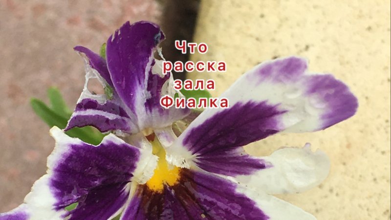 Фиалкины
сны