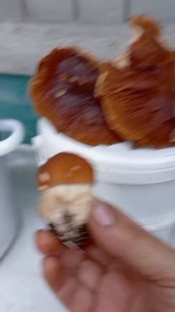 Открытие сезона Грибов
