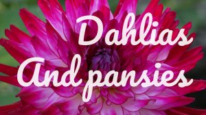 Dahlias and pansies