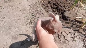 лиловая чихуахуа мелкий стандарт 3 мес