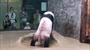 🐼 Панда Жуи из Московского зоопарка — универсальный спортсмен