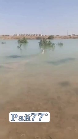 Собака едва не пала жертвой и насилу уплыла от кровожадной птицы