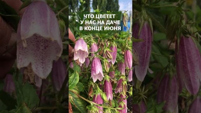 Что цветет в конце июня на уральской даче