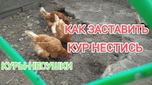 Куры несушки Как заставить кур нестись