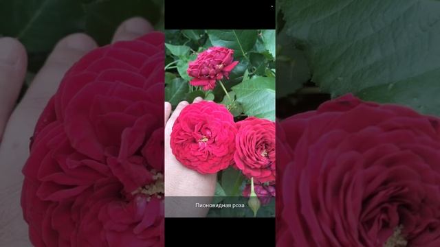 🌼"Ах, ноготки"  моѣ стiхоТВОРЕНИѣ, Таня ШiШкина-Чугайнова, ЗАТО п. Сибiрскийъ, АЛтайскийъ кр.
