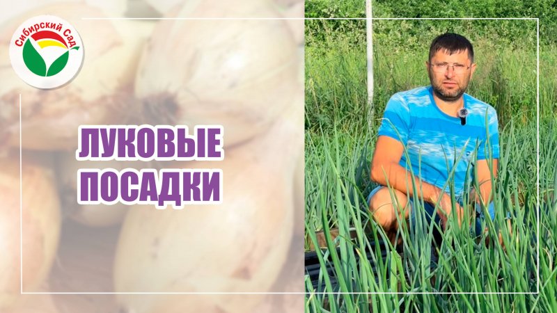 Луковые посадки