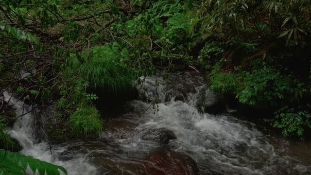 4K・ Прогулка под дождем по горному лесу ｜ Кофу, Япония [не rambalac] смотреть онлайн